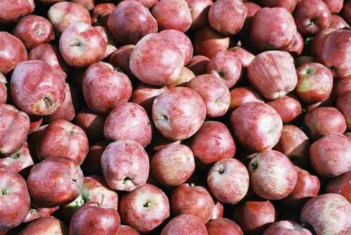 תמונה של בוסתן בראשית בגולן