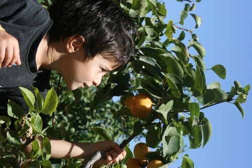 תמונה של בוסתן בראשית בגולן