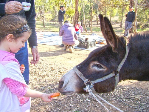 תמונה של טיולי חמורים