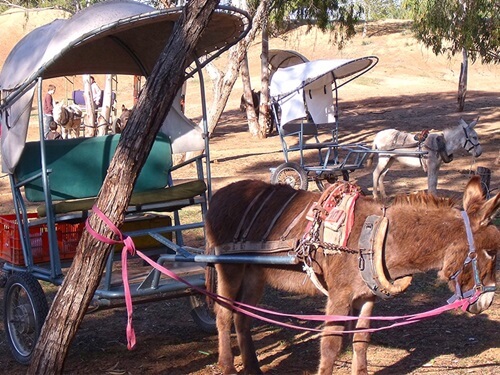 תמונה של טיולי חמורים