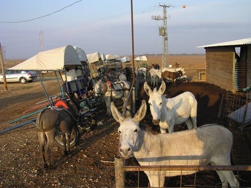 תמונה של טיולי חמורים