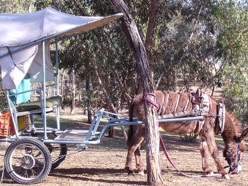 תמונה של טיולי חמורים