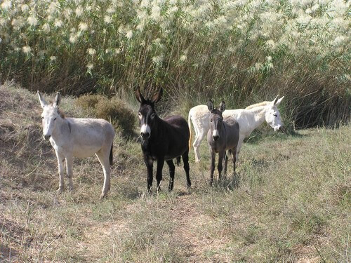 תמונה של טיולי חמורים