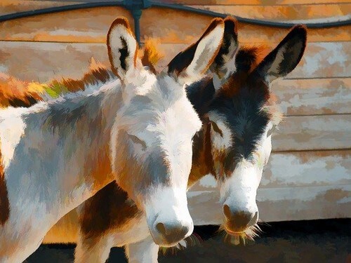 תמונה של טיולי חמורים