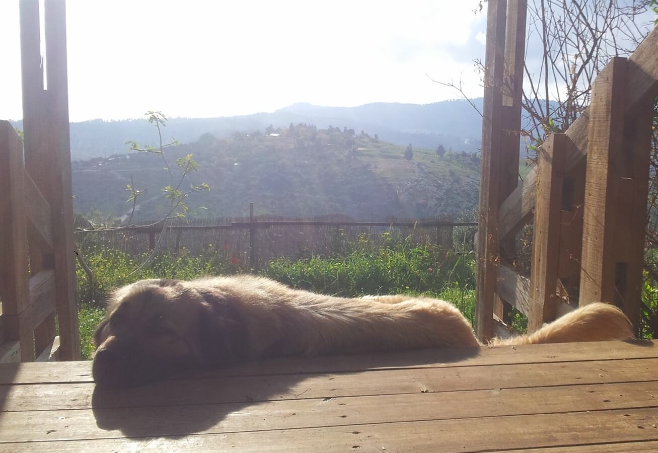 תמונה של בקתת עץ - 8