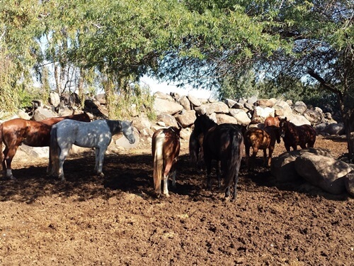 תמונה של טיולי רכיבה