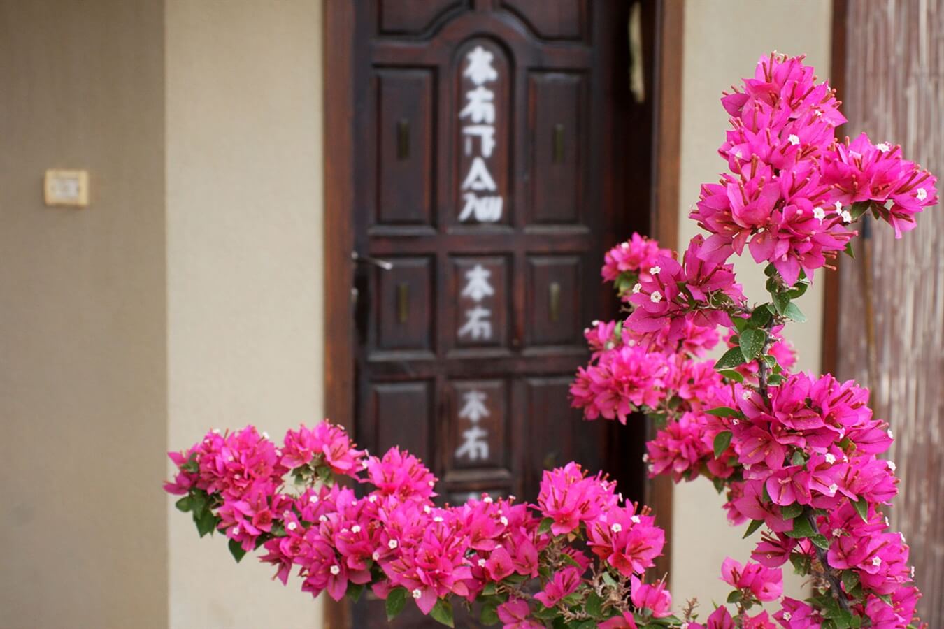 תמונה של הצימר האסיאתי - 9 תמונה של הצימר האסיאתי - 9