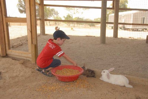 תמונה של פעילויות ופינות חי