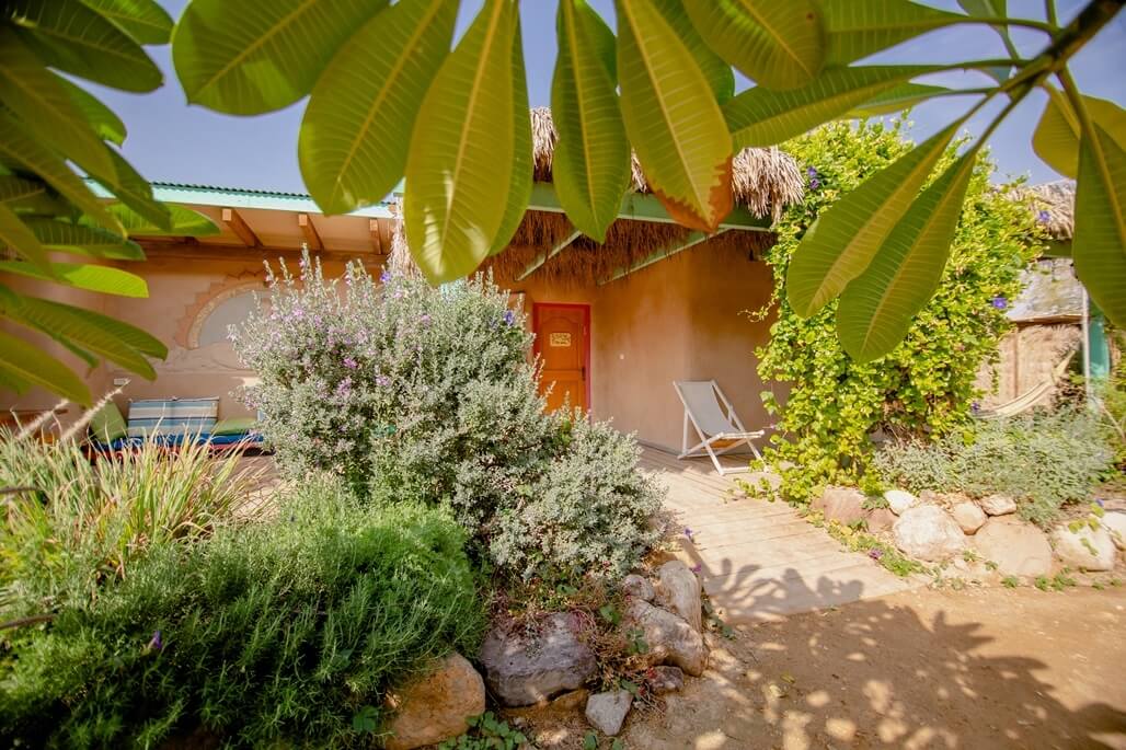 תמונה של ערבה - 4