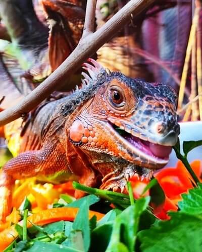 תמונה שצולמה בג'ונגל כיף - 3 תמונה של ג'ונגל כיף - 3