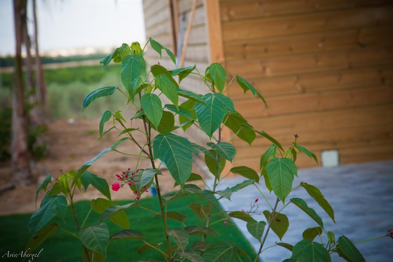 תמונה של הסוויטה - 4