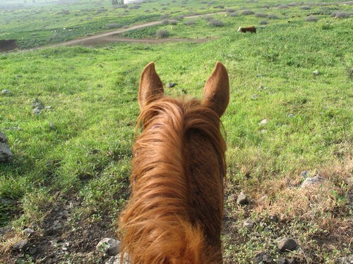 תמונה של טיולי רכיבה
