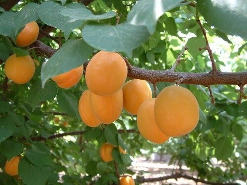 תמונה שצולמה במרכז מבקרים בראשית - 2 תמונה של מרכז מבקרים בראשית - 2