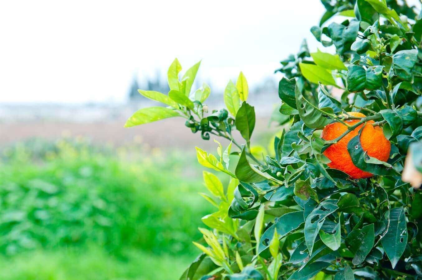 תמונה של חדר אירוח - הוואי - 6