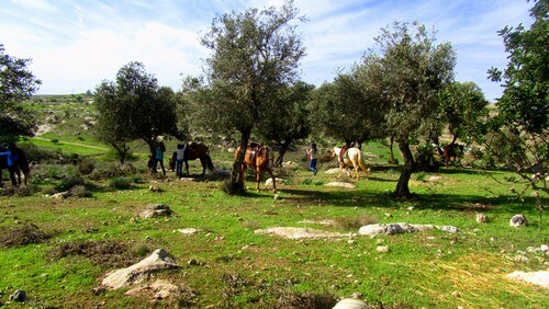 תמונה של אודות חוות בית ניר