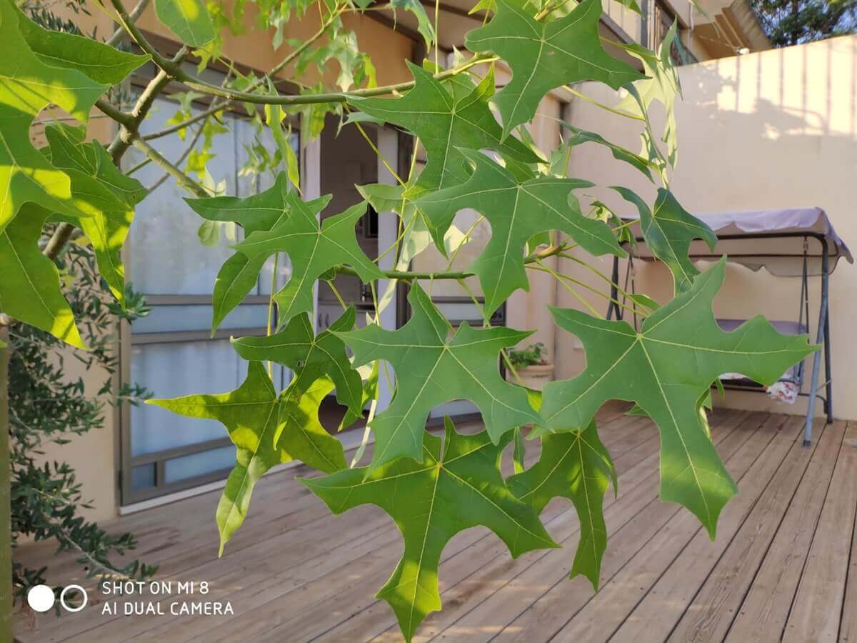 תמונה של סוויטת כנרת - 6