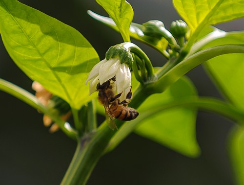 תמונה של סיור במרכז המבקרים