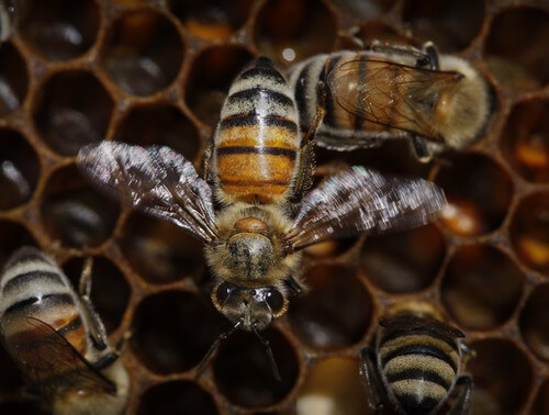 תמונה של סיור במרכז המבקרים