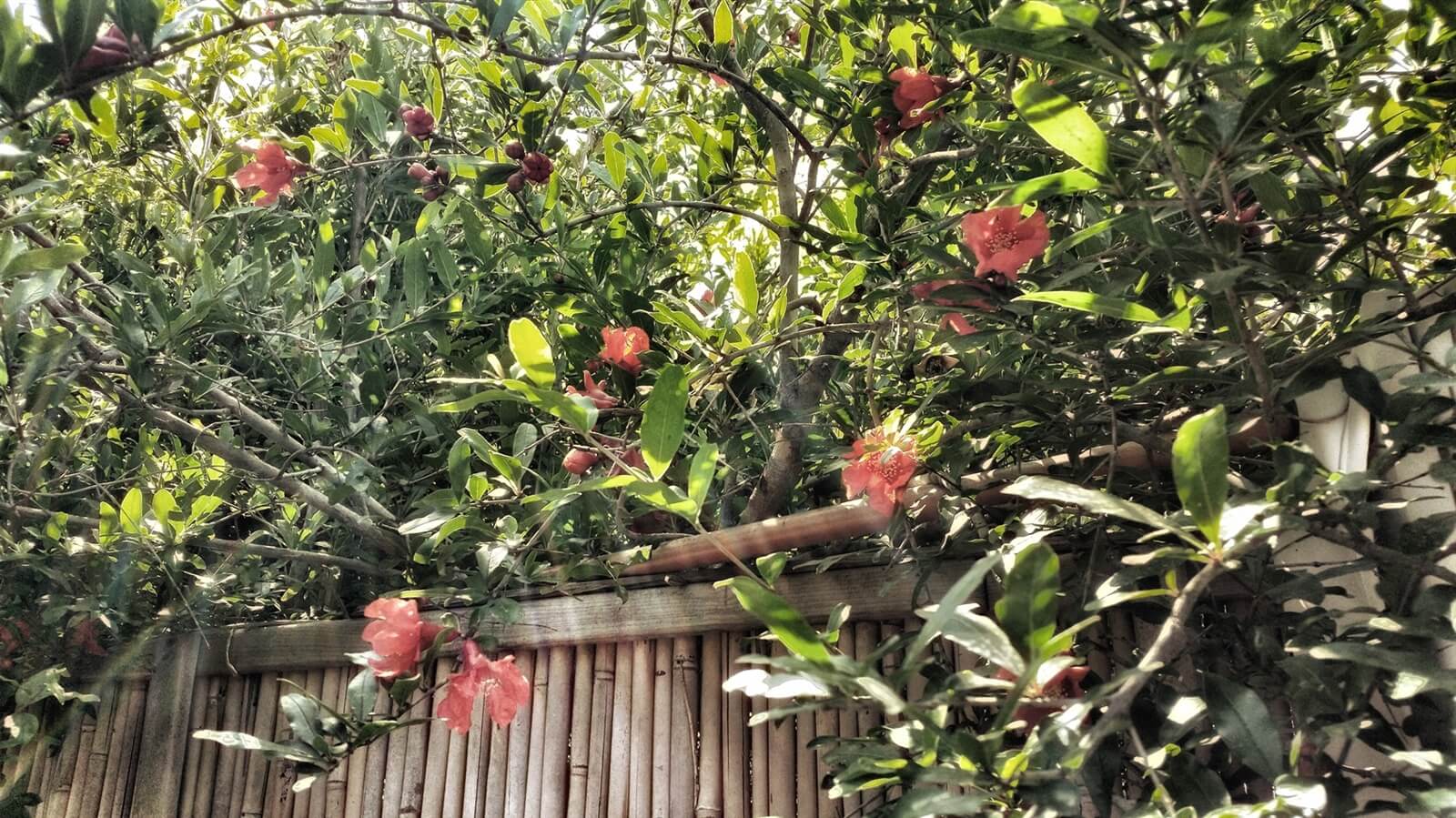 תמונה של הצימר - 5