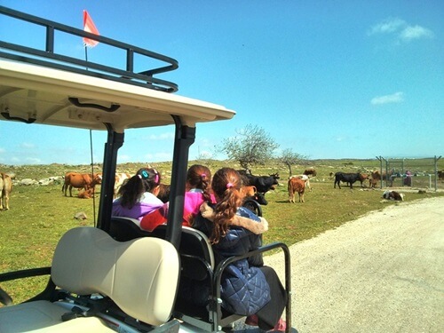 תמונה של הג'יפונים תמונה של הג'יפונים