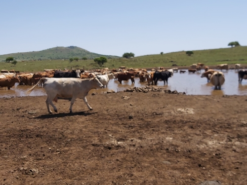 תמונה של ספארי לילה