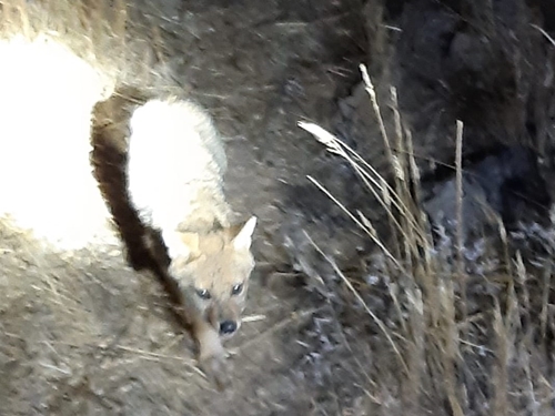 תמונה של ספארי לילה