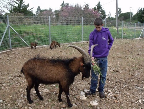 תמונה של החיות ופינות להיטוף תמונה של החיות ופינות להיטוף