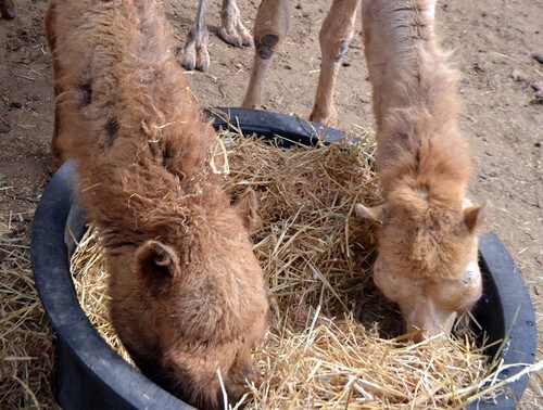 תמונה שצולמה בחי טל - קיבוץ אורטל - 2 תמונה של חי טל - קיבוץ אורטל - 2