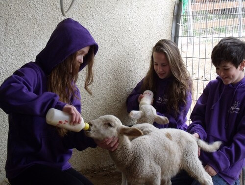 תמונה שצולמה בחי טל - קיבוץ אורטל - 1 תמונה של חי טל - קיבוץ אורטל - 1