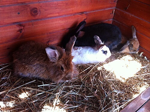 תמונה של פינת החי תמונה של פינת החי