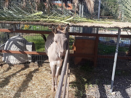 תמונה של פינת החי תמונה של פינת החי