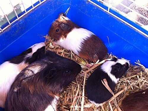 תמונה של פינת החי תמונה של פינת החי