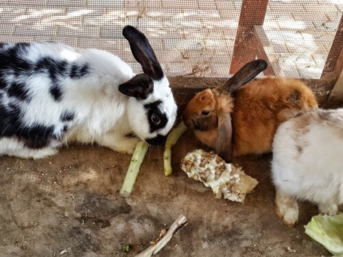 תמונה של פינת החי תמונה של פינת החי
