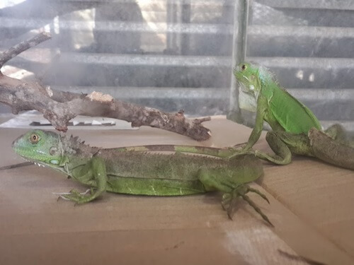 תמונה של פינת החי תמונה של פינת החי