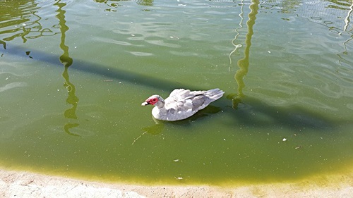 תמונה של פינת החי תמונה של פינת החי