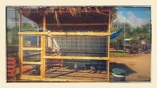 תמונה של פינת החי תמונה של פינת החי