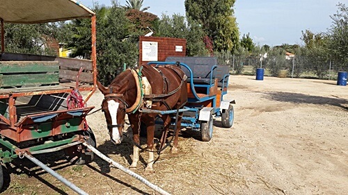 תמונה שצולמה בחוות יעל - 4 תמונה של חוות יעל - 4