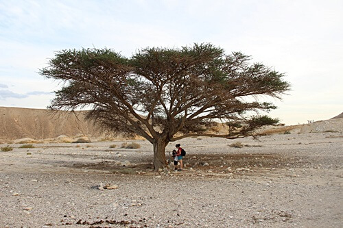 תמונה של מדבר בריחה