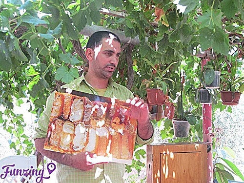 תמונה של סדנאות דבורים