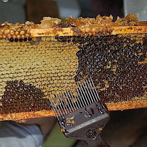 תמונה של סדנאות דבורים