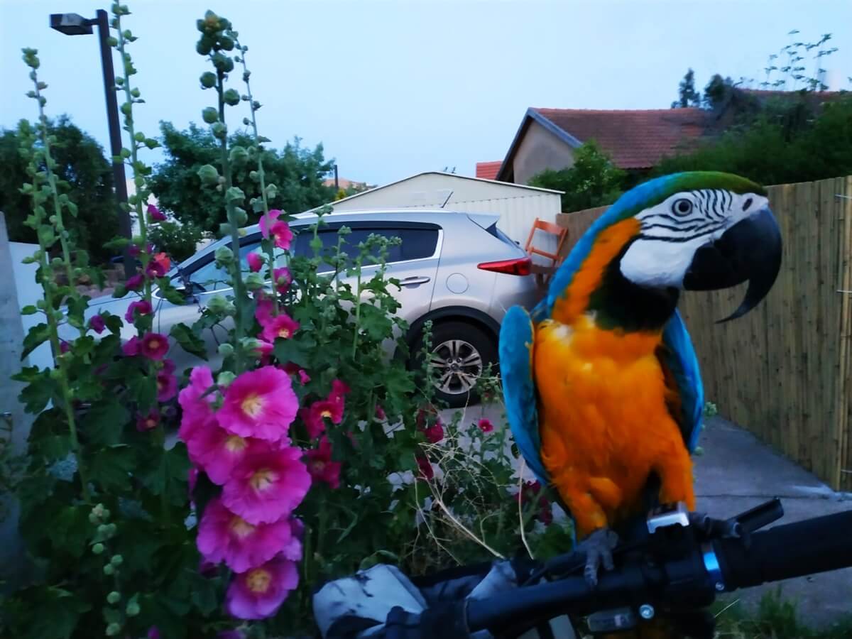 תמונה של צימרים רימון+תאנה - 7