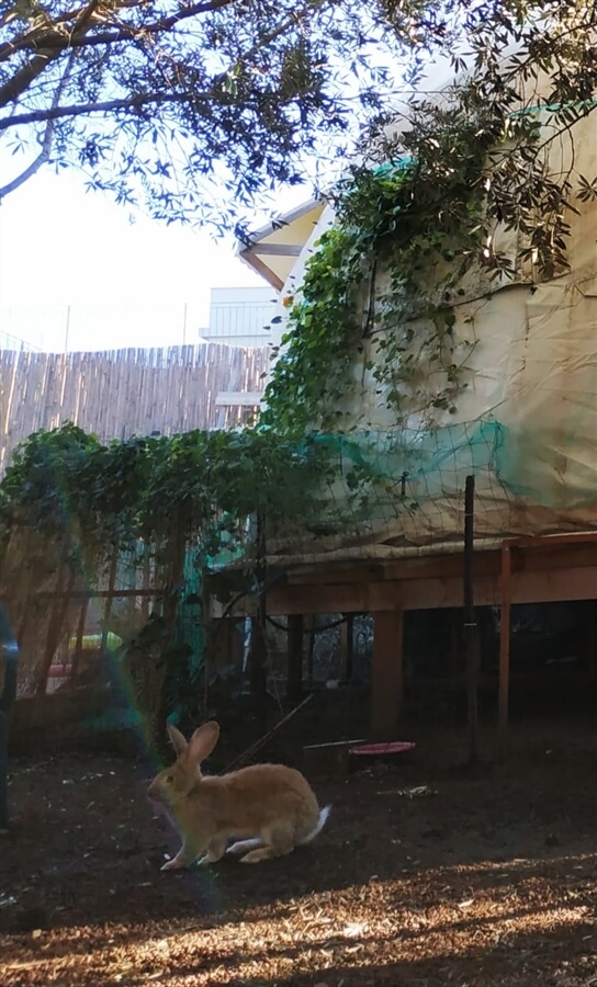 תמונה של אוהל דום - 14