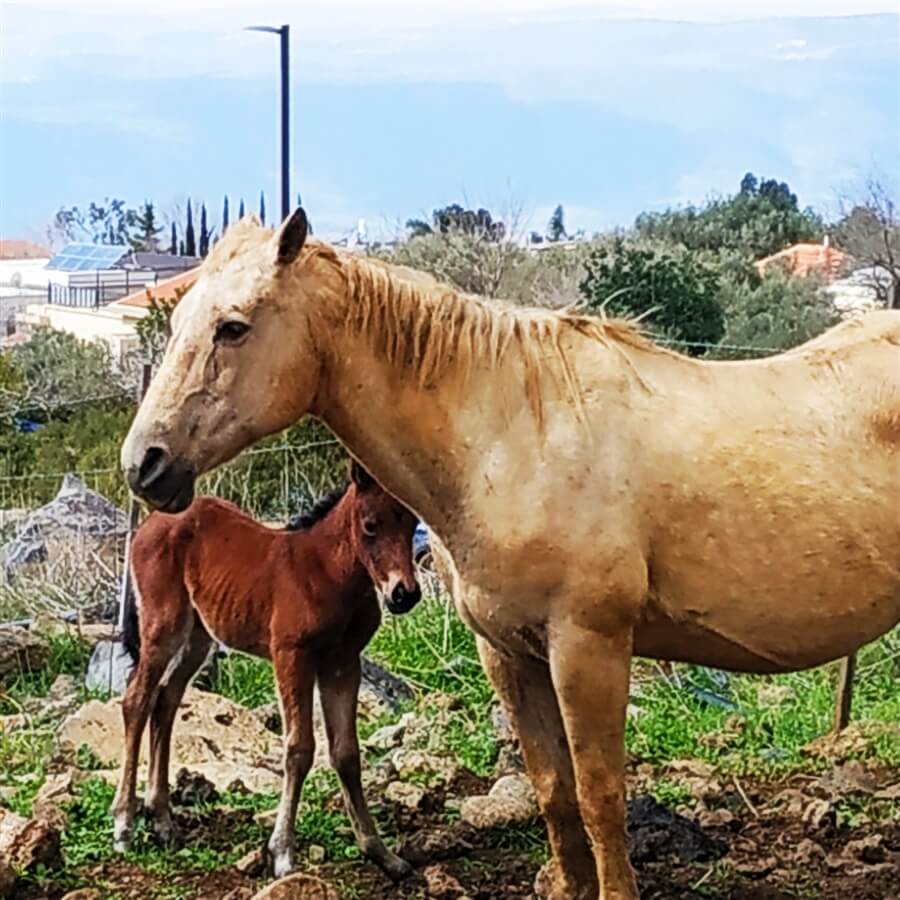 תמונה של צימרים רימון+תאנה - 8