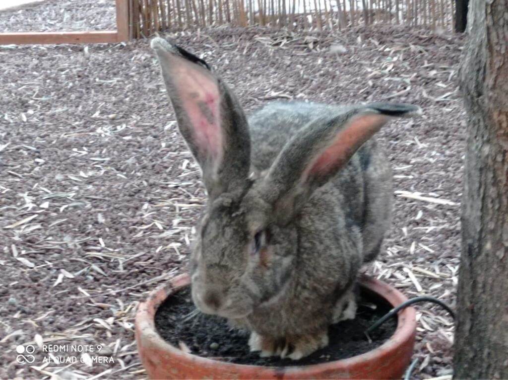 תמונה של צימר חרמון - 12