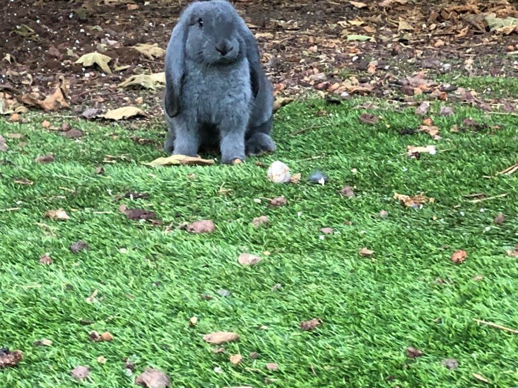 תמונה של צימרים רימון+תאנה - 10
