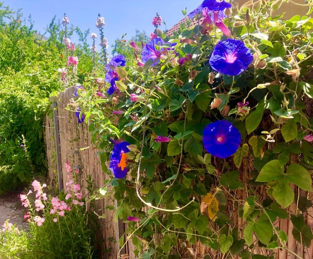 תמונה של צימרים רימון+תאנה - 11