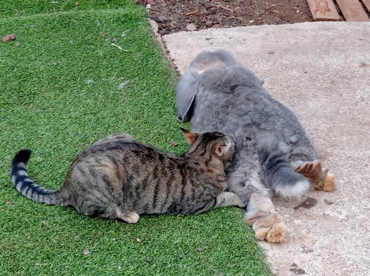 תמונה של צימרים רימון+תאנה - 9