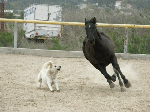 תמונה של רכיבה על סוסים