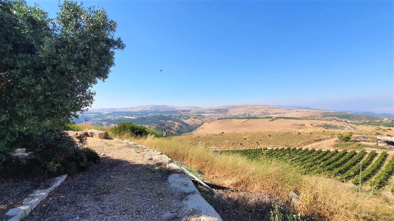 תמונה של שלווה בכרם - 7