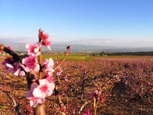 תמונה של טיולים בהתאמה אישית
